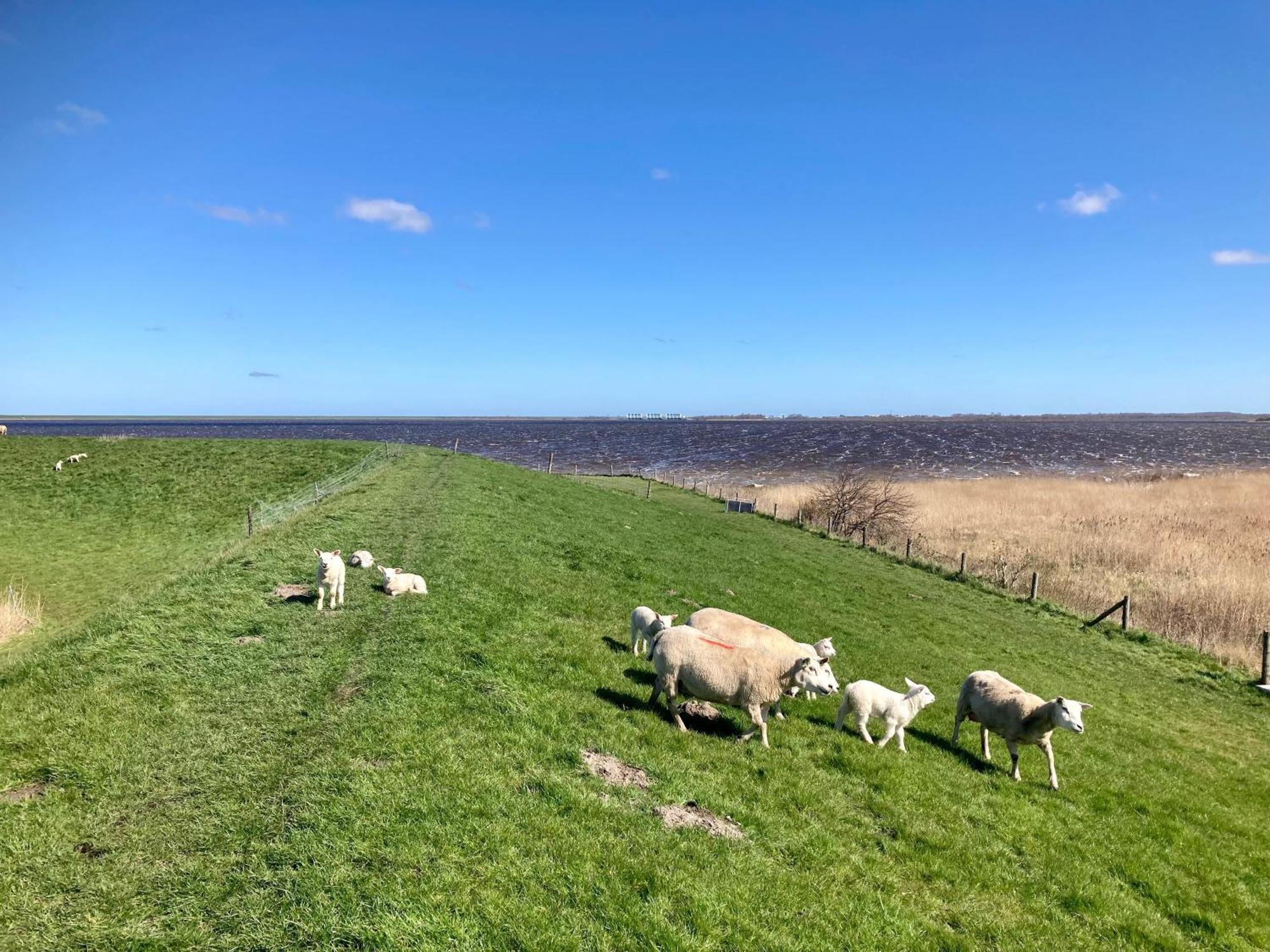 Haus Gaby Direkt Am Lauwersmeer Anjum Zewnętrze zdjęcie
